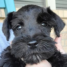 Miniature Schnauzers from Standing Rock Schnauzers