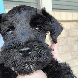 Miniature Schnauzers from Standing Rock Schnauzers