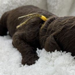 Double Doodle and Goldendoodle Puppies from Red White and Doodle