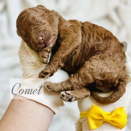 Mini Comet - Red  male Goldendoodle puppy in Naples, Florida from Paradise Coast Doodles