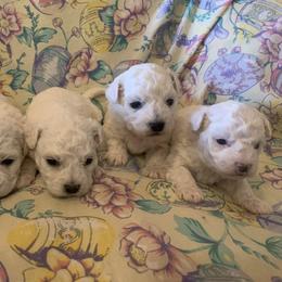 Female 4 - White female Bichon Frise puppy in Brainerd, Minnesota from ACC Ranch