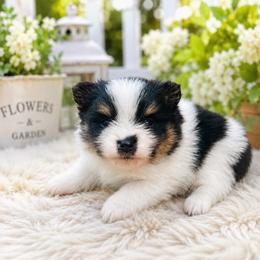 Blossom - Black and tan parti female Pomeranian puppy in Buck Valley, Pennsylvania from Buck Valley Pomeranians