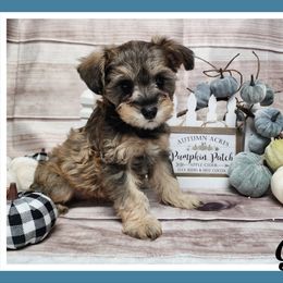 Ginger - Sable female Schnoodle puppy in Lebanon, Missouri from Cedar Glades Canines