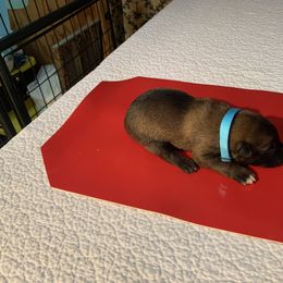 Belgian Malinois Puppies from Akadamie Belgian Malinois'