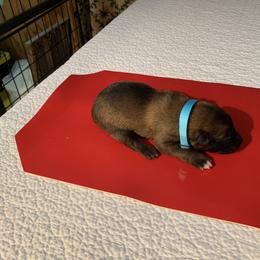 Belgian Malinois Puppies from Akadamie Belgian Malinois'