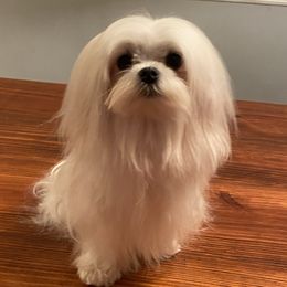 Louie - Maltese