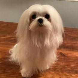 Louie - Maltese