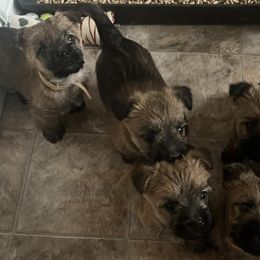 Cairn Terriers from Caledonia Cairns