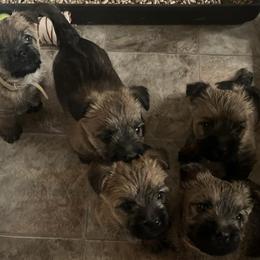 Cairn Terriers from Caledonia Cairns