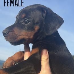 Gremlin - Black and rust female Doberman Pinscher puppy in Wellington, Ohio from Jossie J's Dobermans