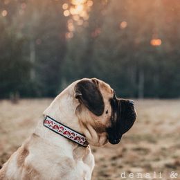 Drevers and Mastiffs from Cedarhollow