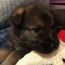 German Shepherd Puppies from Vom Kiefernhaus