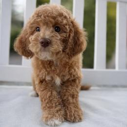 Princess peach - Apricot female Goldendoodle puppy in Reno, Nevada from Darling Doodles