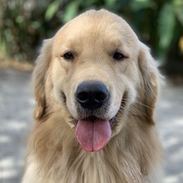 Zeus  - Golden Retriever