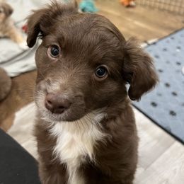 Juniper - Red & white female Australian Shepherd puppy in Waxahachie, Texas from Volks Aussies