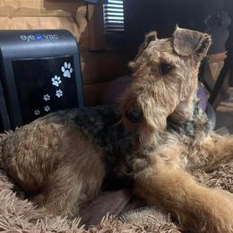 Airedale Terrier Puppies from Mystic’s Airedales