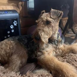 Airedale Terrier Puppies from Mystic’s Airedales