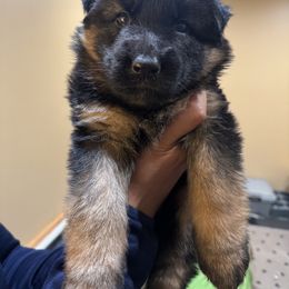 German Shepherd Puppies from Szegi Haus K9 Solutions