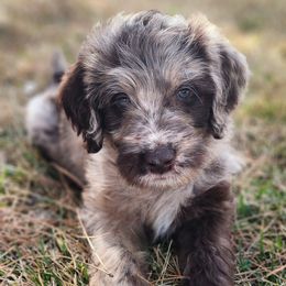 Labradoodle Puppies from Raising Aces Puppies