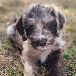 Labradoodle Puppies from Raising Aces Puppies