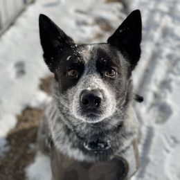 Flynn - Australian Cattle Dog