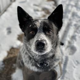 Flynn - Australian Cattle Dog