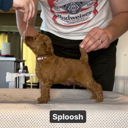 Poodle Puppies from Pawsable Prospects