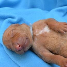 Vizsla Puppies from Summit Vizsla (we can deliver to you)
