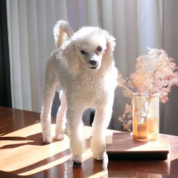 Enid - Poodle