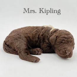 Mrs. Kipling - Chocolate female Goldendoodle puppy in Milford, Pennsylvania from Doodles Are Golden