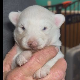 Frosty - White male Pomsky puppy in Spring Hill, Florida from PDQ Pomskies