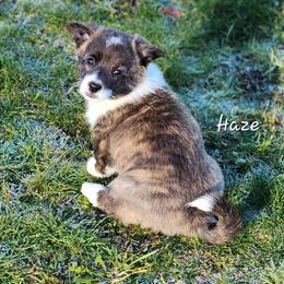 Haze - Brindle and white female American Corgi puppy in Concrete, Washington from Wigglebutts American Corgis
