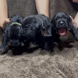 1st pick female - Black female Cane Corso puppy in Clewiston, Florida from Far From Average Kennels