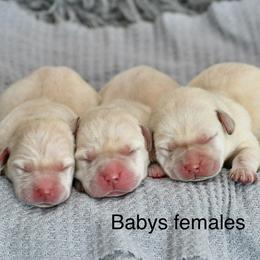 Yellow females - Yellow female Labrador Retriever puppy in Mississippi from Sure Shot English Labs