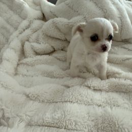 Chihuahua Puppies from Dreamy Divine Chihuahuas