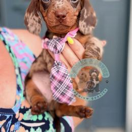 Ferrero - Dapple male Dachshund puppy in Marion, Ohio from Doodles & Doxies
