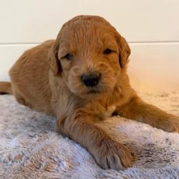 Army Green Boy - Apricot male Goldendoodle puppy in San Augustine, Texas from Vintage Doodles