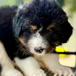 Cheyenne - White and black female Bordoodle puppy in Eastman, Georgia from Dood B Ranch