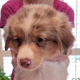 Australian Shepherds from Cedar View Farms