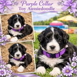 Purple collar toy - Black tri-color female Aussiedoodle puppy in 32046, Florida from River Hill Ranch