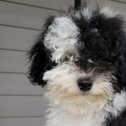 Beagles, German Shepherds, and Poodles from Nebraska K9's