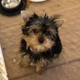 Lily - Blue and gold female Yorkshire Terrier puppy in Portland, Oregon from Bohemian Beauty Yorkshire Terrier