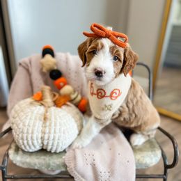 Chili - Apricot female Goldendoodle puppy in Sulphur, Louisiana from Curly Q’s Of Carlyss