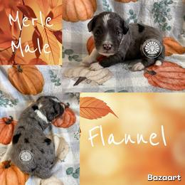 Flannel - Merle male Bernedoodle puppy in Godwin, North Carolina from Farm Sweet Farm Doodles