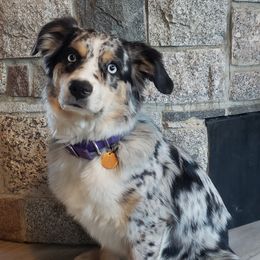 Lilly - Australian Shepherd