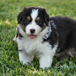 Australian Shepherd Puppies from Dovehawk Australian Shepherds