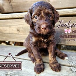Aussiedoodle, Goldendoodle, and Poodle Puppies from Hilltop Cuddle Pups