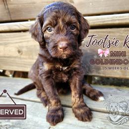 Aussiedoodle, Goldendoodle, and Poodle Puppies from Hilltop Cuddle Pups