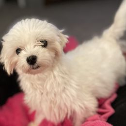 Alexia AKC - White female Maltese puppy in Colonial Beach, Virginia from BeachRidge Pups