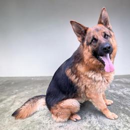 Taurus De La Madonina - German Shepherd